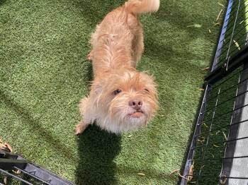 Rescue Terrier Dogs for Adoption in Canutillo, Texas - Bowie | PetCurious