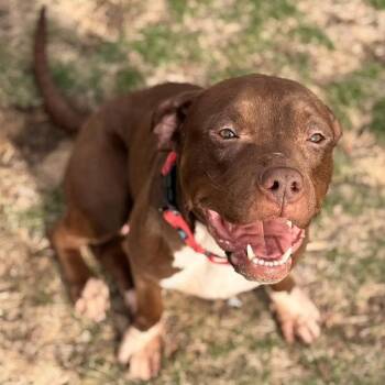 Pit Bull Terrier Dogs Available for Adoption in Buffalo, Minnesota - Cait | PetCurious