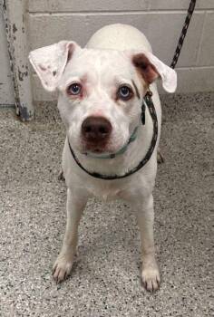 Mixed Breed Dogs Available for Adoption in Kansas City, Missouri - Wendi | PetCurious