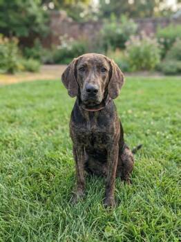 Foxy -  Hound and Labrador Retriever Dog for Adoption in Springfield, Tennessee - Foxy | PetCurious
