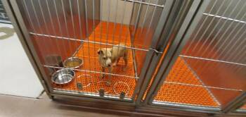 Pit Bull Terrier Dogs Available for Adoption in Aurora, Illinois - SINTA | PetCurious