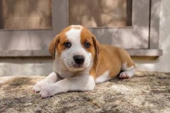 Border Collie and Mixed Breed Dogs Available for Adoption in San Antonio, Texas - Lark | PetCurious