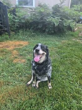 Milo -  Australian Cattle Dog Blue Heeler Dog for Adoption in Vale, North Carolina - Milo | PetCurious