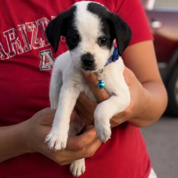 Jax -  Chihuahua Dog for Adoption in Tucson, Arizona - Jax | PetCurious
