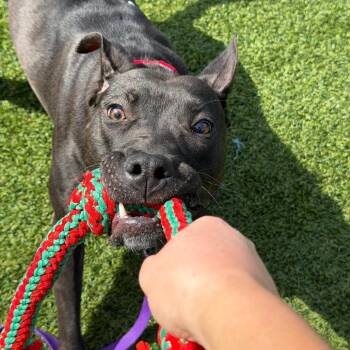 Witch Hazel -  Mixed Breed Dog for Adoption in Pittsburgh, Pennsylvania - Witch Hazel | PetCurious