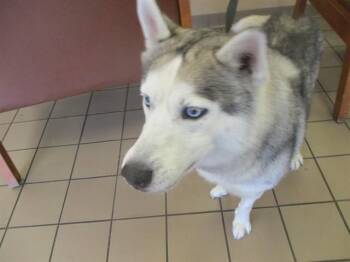 Husky Dogs Available for Adoption - ZEUS | PetCurious