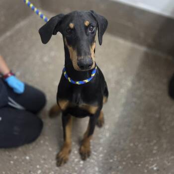 Doberman Pinscher and Mixed Breed Dogs Available for Adoption in Incline Village, Nevada - Vinny | PetCurious