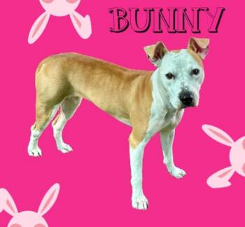 BUNNY -  American Staffordshire Terrier and Mixed Breed Dog for Adoption in Sarasota, Florida - BUNNY | PetCurious