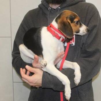 Trombone -  Beagle and Mixed Breed Dog for Adoption in Elk Grove Village, Illinois - Trombone | PetCurious