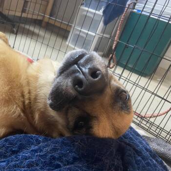 Texas Holly -  Shepherd and Yellow Labrador Retriever Dog for Adoption in Austin, Texas - Texas Holly | PetCurious