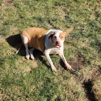 Rescue Pit Bull Terrier and Mixed Breed Dogs for Adoption in Avon, Ohio - Olympia "Olivia" | PetCurious