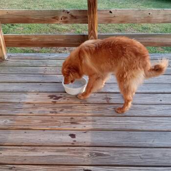 Golden Retriever and Setter Dogs Available for Adoption in Macclesfield, North Carolina - Red | PetCurious
