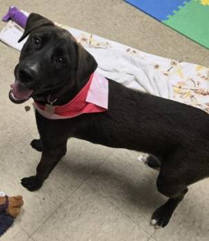 Morning -  Mixed Breed Dog for Adoption in Hamilton, Ohio - Morning | PetCurious