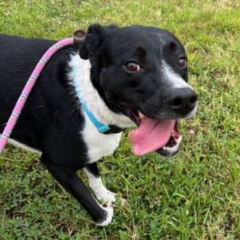 Rescue Mixed Breed Dogs for Adoption in Bentonville, Arkansas - Geraldine | PetCurious