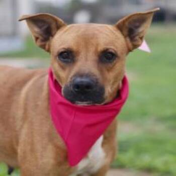 Jenny -  Shepherd Dog for Adoption in Hagerstown, Maryland - Jenny | PetCurious