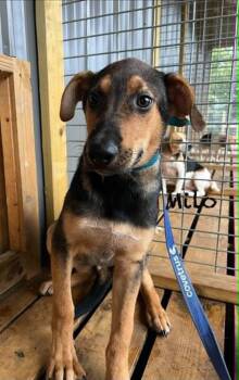 Milo Ralph -  German Shepherd Dog Dog for Adoption in Aurora, Indiana - Milo Ralph | PetCurious