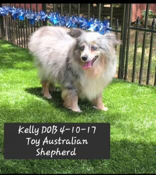 kelly -  Australian Shepherd Dog for Adoption in York, South Carolina - Kelly | PetCurious