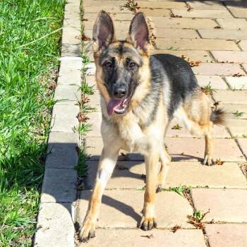 NALA -  German Shepherd Dog Dog for Adoption in St. Louis, Missouri - NALA | PetCurious
