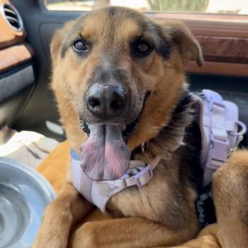 Daisy -  German Shepherd Dog Dog Available for Adoption in Marfa, Texas - Daisy | PetCurious