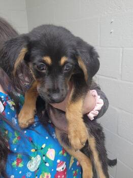 Terrier Dogs Available for Adoption - Dani | PetCurious