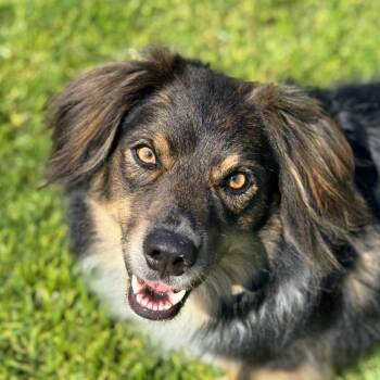 Luca -  Australian Shepherd Dog for Adoption in Goleta, California - Luca | PetCurious