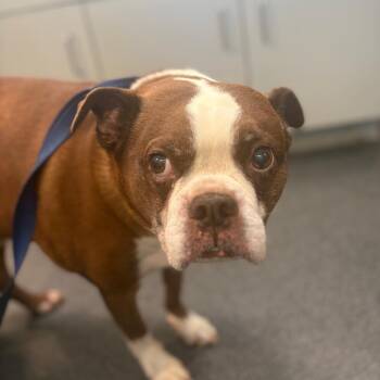 Mixed Breed Dogs Available for Adoption in Allentown, Pennsylvania - Hercules | PetCurious