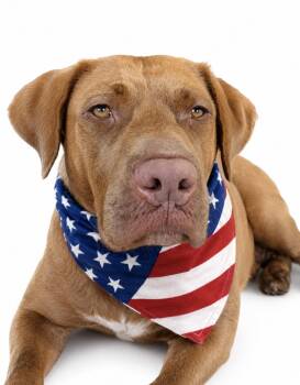 Treasure -  Chocolate Labrador Retriever Dog for Adoption in Mount Laurel Township, New Jersey - Treasure | PetCurious
