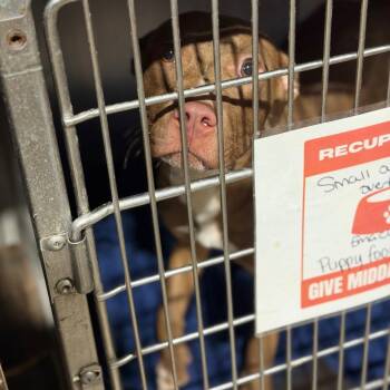 Almond -  Pit Bull Terrier and Mixed Breed Dog for Adoption in Fort Smith, Arkansas - Almond | PetCurious