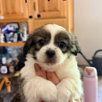 Chihuahua and Mixed Breed Dogs Available for Adoption in Tomah, Wisconsin - Raven | PetCurious