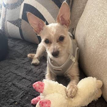 Chihuahua and Wirehaired Terrier Dogs Available for Adoption in Dallas, Texas - Sonny | PetCurious