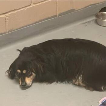 Sombr -  Mixed Breed Dog for Adoption in Redmond, Washington - Sombr | PetCurious