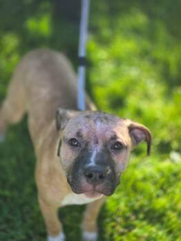Mastiff Dogs Available for Adoption in Hamilton, Ontario - Tango | PetCurious