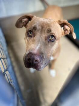 LADY -  Pit Bull Terrier and Mixed Breed Dog for Adoption in Chula Vista, California - LADY | PetCurious