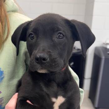 Sprout -  Terrier and Mixed Breed Dog for Adoption in Montgomery, Alabama - Sprout | PetCurious