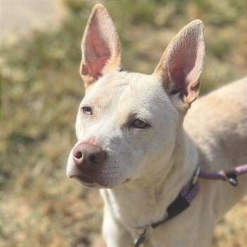 Rescue Mixed Breed Dogs for Adoption in Huntington, West Virginia - Baby Girl | PetCurious