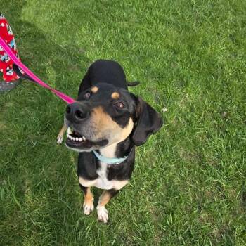 Bloodhound and Mixed Breed Dogs Available for Adoption in Tomah, Wisconsin - Banner | PetCurious