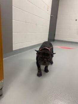 CHA CHA -  French Bulldog Dog for Adoption in St. Cloud, Florida - CHA CHA | PetCurious