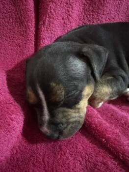 Hydro -  Mixed Breed Dog for Adoption in Wyoming, Michigan - Hydro | PetCurious