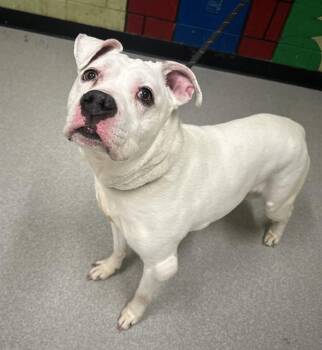 Pit Bull Terrier Dogs Available for Adoption in Indianapolis, Indiana - REMI | PetCurious