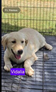 Labrador Retriever and Great Pyrenees Dogs Available for Adoption in Ladson, South Carolina - Vidalia | PetCurious
