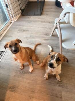 SPAGHETTI -  Shepherd Dog for Adoption in Broomfield, Colorado - SPAGHETTI | PetCurious