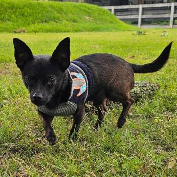 Pee Wee -  Chihuahua Dog for Adoption in Denver, Colorado - Pee Wee | PetCurious