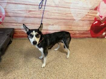 Siberian Husky and Mixed Breed Dogs Available for Adoption - SCARLETTE | PetCurious