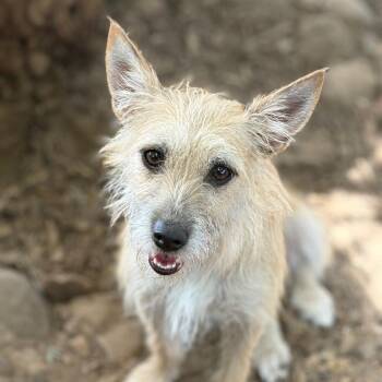 MIA -  Terrier Dog for Adoption in St. Augustine, Florida - MIA | PetCurious