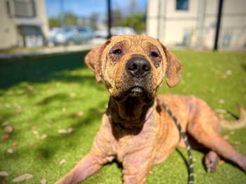 Labrador Retriever and Shar Pei Dogs Available for Adoption - HARLEY | PetCurious