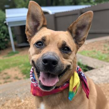 Twixie -  Labrador Retriever and Cattle Dog Dog for Adoption - Twixie | PetCurious