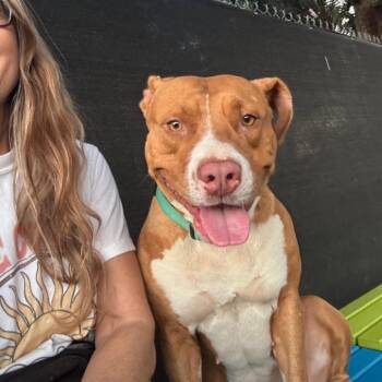 Pit Bull Terrier Dogs Available for Adoption in Port Richey, Florida - Darlene | PetCurious