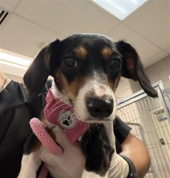 PUFFIN -  Mixed Breed Dog for Adoption in Santa Fe, New Mexico - PUFFIN | PetCurious