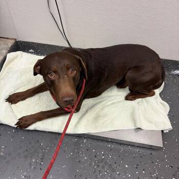 Baelish -  Mixed Breed Dog Available for Adoption in Columbiana, Alabama - Baelish | PetCurious