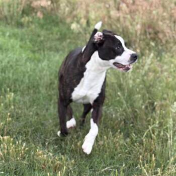Drake -  Terrier and Mixed Breed Dog for Adoption in Hackett, Arkansas - Drake | PetCurious